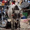 Sacred cow in a street market