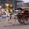 Horse cart on Fatehabad Road