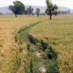 Path through a wheat field